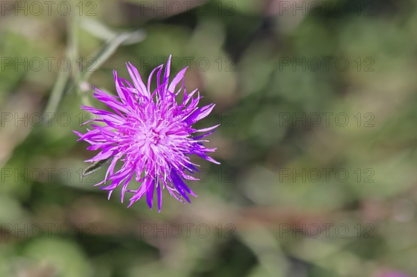 Meadow knapweed or common knapweed (Centaurea jacea), flower, Wilnsdorf, North Rhine-Westphalia,