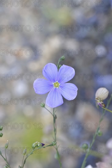 Flax (Linum usitatissimum), blue flower, medicinal plant, Wilnsdorf, North Rhine-Westphalia,