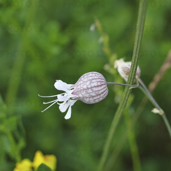 Pigeon's bedstraw or common bedstraw (Silene vulgaris), flower, Wilnsdorf, North Rhine-Westphalia,