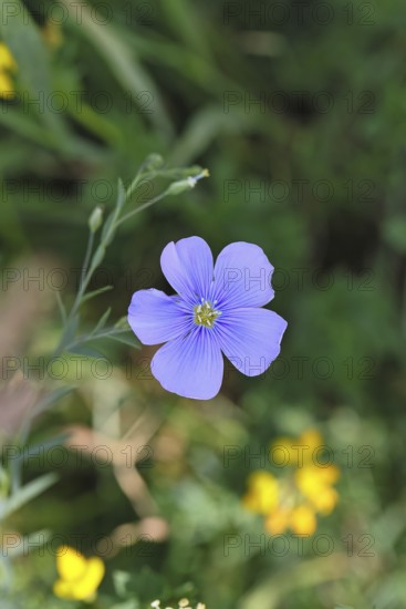 Flax (Linum usitatissimum), blue flower, medicinal plant, Wilnsdorf, North Rhine-Westphalia,
