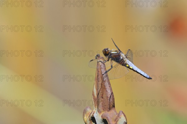 Flat-bellied dragonfly (Libellula depressa), male sitting on a fence top in the garden, close-up,