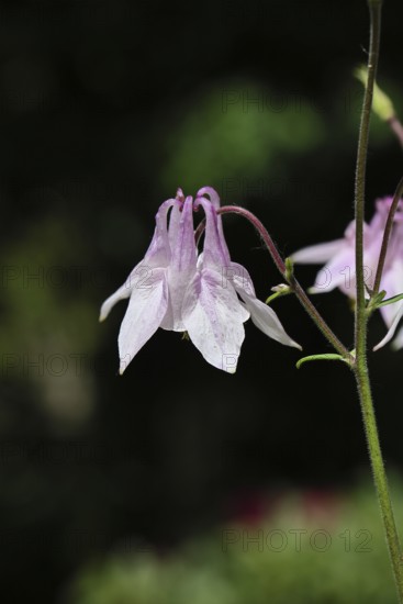 Columbine (Aquilegia vulgaris), pink flower at the edge of a forest, in spring, Wilnsdorf, North