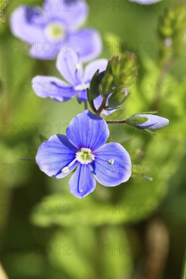 Gamander speedwell (Veronica chamaedrys), men's fritillary, flowers in a deciduous forest, blue