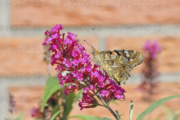 Thistle butterfly (Vanessa cardui) on a Buddleja davidii flower, wings closed, underside of wings,