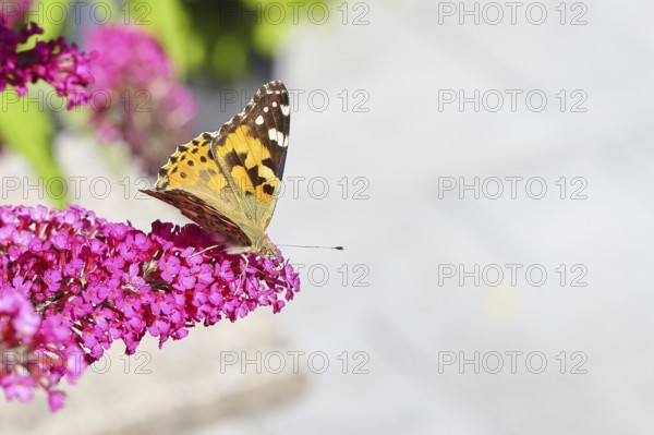Thistle butterfly (Vanessa cardui) on a Buddleja davidii flower, Wilnsdorf, North Rhine-Westphalia,