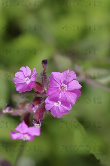 Red campion (Silene dioica), close-up of a flower in a meadow, Wilnsdorf, North Rhine-Westphalia,