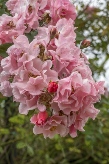 Close-up of pink rose blossoms with raindrops in the garden with lush foliage in the background,