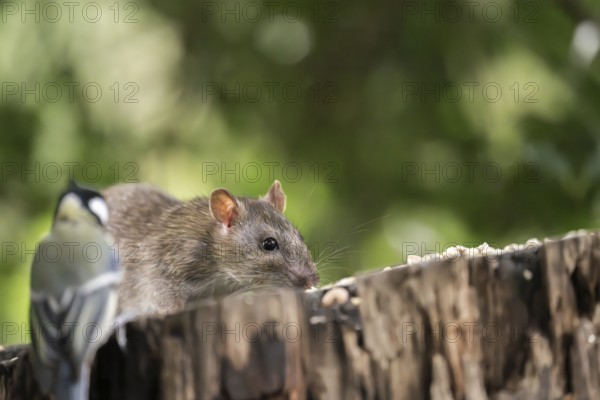 Norway rat (Rattus norvegicus) and great tit (Parus major), together on a sawn-off tree trunk with