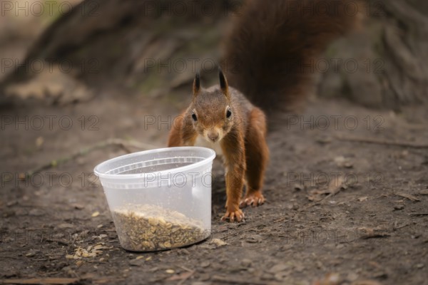 Squirrel (Sciurus vulgaris), standing next to a transparent plastic cup with bird food on the