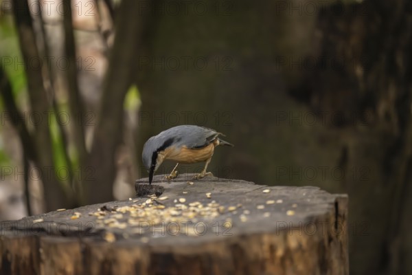 Nuthatch (Sitta europaea), pecking on a tree stump strewn with birdseed, Dortmund, North