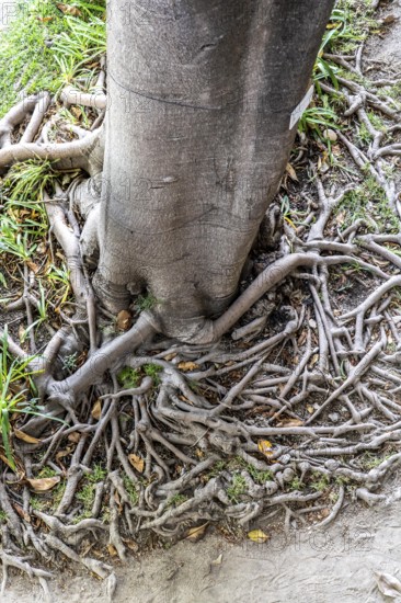 Roots of the rubber tree or Indian rubber tree, ficus elastica, in the botanical garden of the