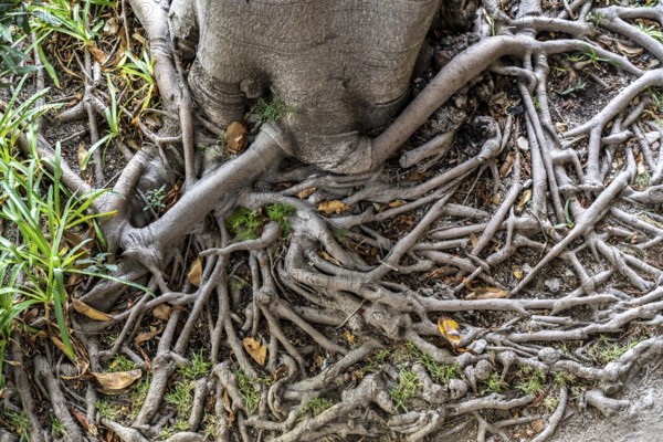 Roots of the rubber tree or Indian rubber tree, ficus elastica, in the botanical garden of the