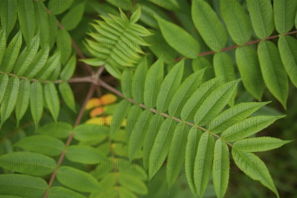 Vinegar tree (Rhus typhina), Neophyte, Invasive, Displacement, Ecology, Cane sumac, Schwäbisch
