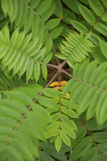 Vinegar tree (Rhus typhina), Neophyte, Invasive, Displacement, Ecology, Cane sumac, Schwäbisch