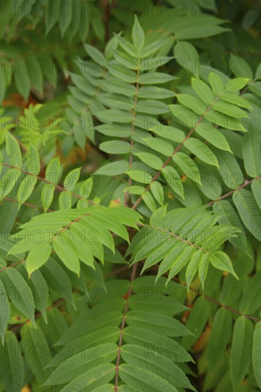 Vinegar tree (Rhus typhina), Neophyte, Invasive, Displacement, Ecology, Cane sumac, Schwäbisch