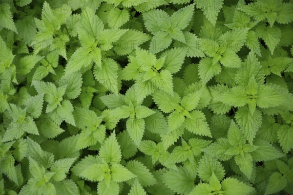 Nettle (Urtica), pattern, colour pattern, carpet, leaf carpet, screensaver, wallpaper, background,