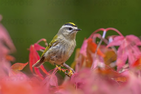 A Golden-crowned Kinglet (Regulus satrapa) perched on. branch in a colourful Japanese maple tree in
