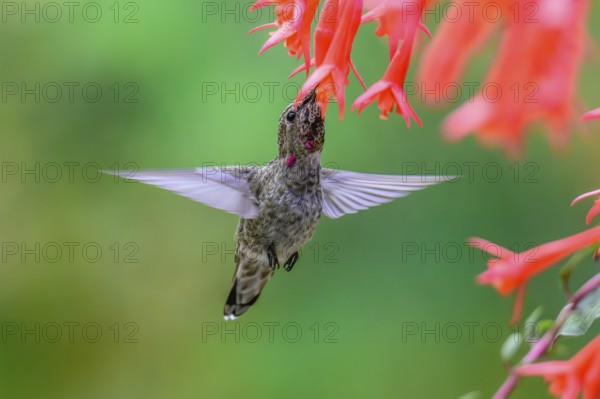 An Anna's Hummingbird (Calypte anna) feeding on nectar from a garden flower, British Columbia,