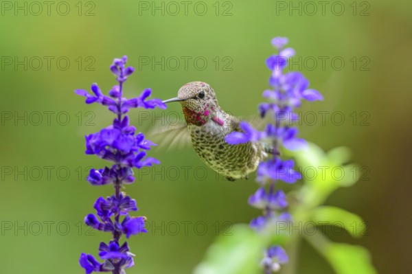An Anna's Hummingbird (Calypte anna) feeding on nectar from a garden flower, British Columbia,