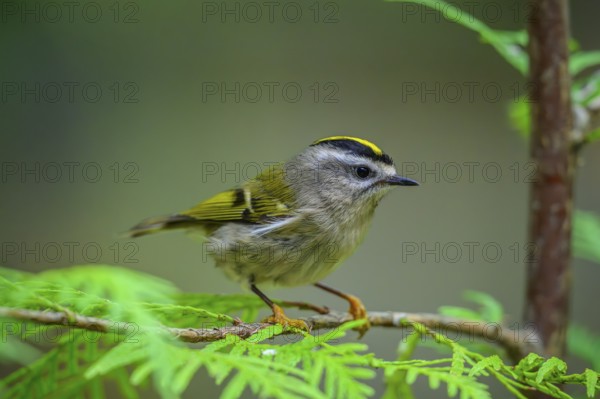 A Golden-crowned Kinglet (Regulus satrapa) perrched on a branch in a cedar tree, British Columbia,
