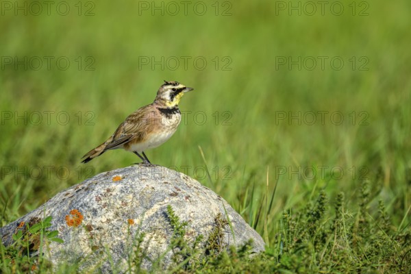 A Horned Lark (Eremophila alpestris) perching on a rock in the grasslands of southern Saskatchewan,