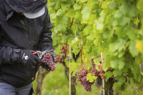 The winegrowers of Schloss Wackerbarth harvesting grapes in the vineyard (Goldener Wagen) in