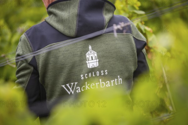 The winegrowers of Schloss Wackerbarth harvesting grapes in the vineyard (Goldener Wagen) in