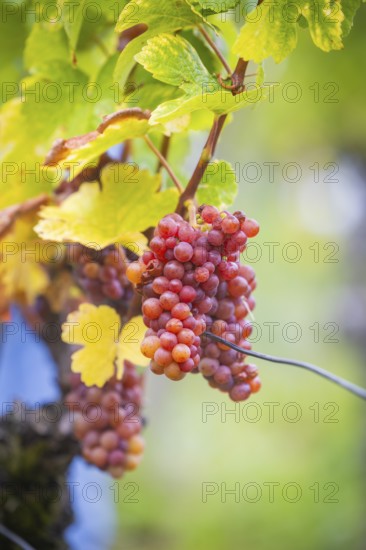 The winegrowers of Schloss Wackerbarth harvesting grapes in the vineyard (Goldener Wagen) in