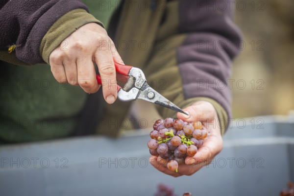 The winegrowers of Schloss Wackerbarth harvesting grapes in the vineyard (Goldener Wagen) in