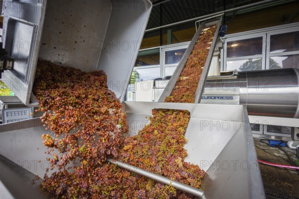 Freshly harvested grapes from the vineyard (Goldener Wagen) in Radebeul, of the Traminer Spätlese