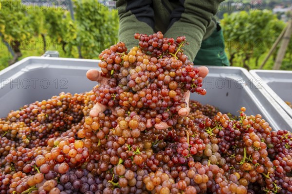 The winegrowers of Schloss Wackerbarth harvesting grapes in the vineyard (Goldener Wagen) in