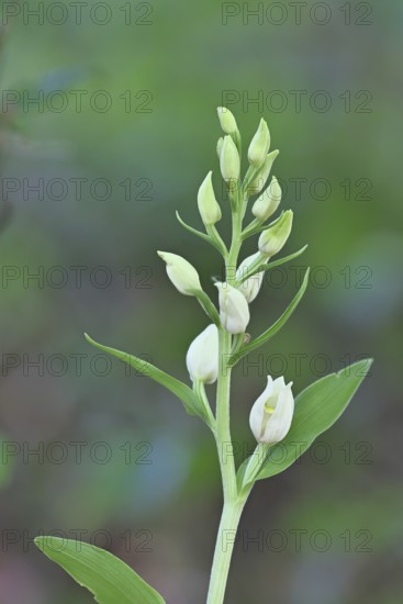 White Helleborine, Pale Helleborine, Cephalanthera damasonium, Orchidaceae, Orchid, Orchidaceae,