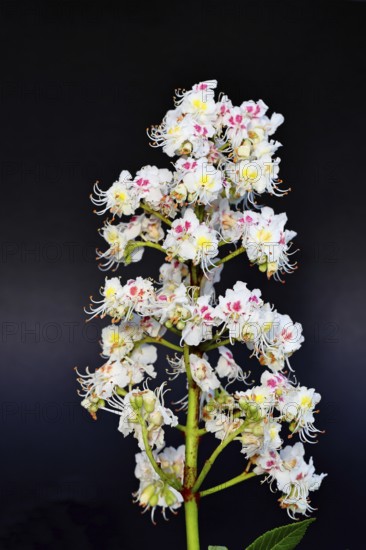 Horse chestnut (Aesculus hippocastanum), flower, inflorescence against a black background,
