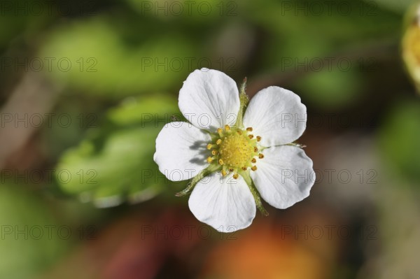 Wild strawberry (Fragaria vesca), in bloom, wild strawberry blossom, close-up, Wilnsdorf, North