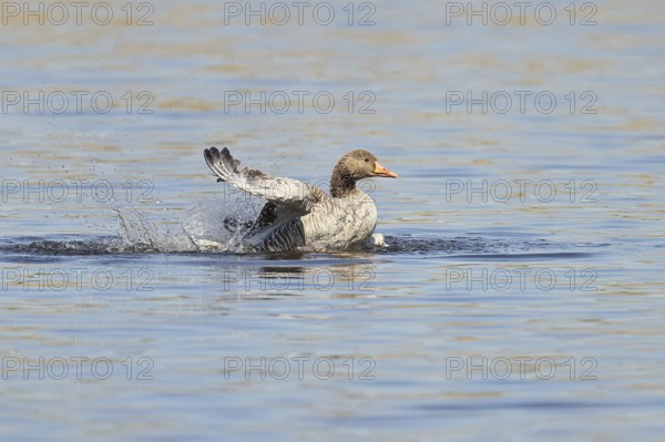 Greylag goose (Anser anser), bathing, flapping its wings on a pond, Wagbachniederung nature