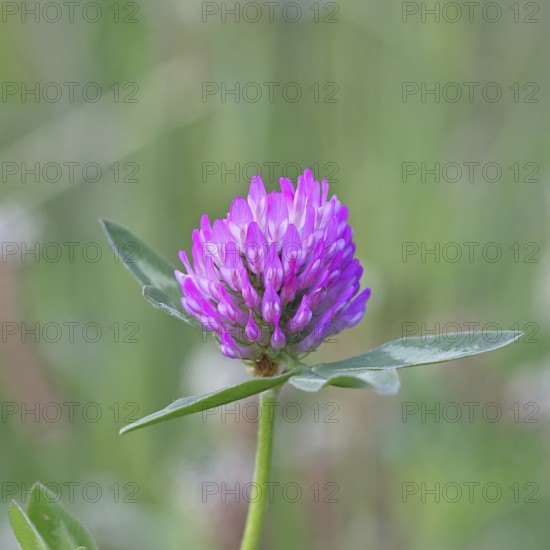 Meadow clover, red clover (Trifolium pratense), flower in a meadow, medicinal herb, Wilnsdorf,