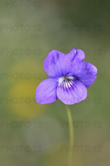 Dog violet (Viola canina), close-up of a flower at the edge of a forest, spring, Wilnsdorf, North