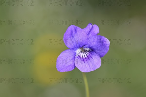 Dog violet (Viola canina), close-up of a flower at the edge of a forest, spring, Wilnsdorf, North