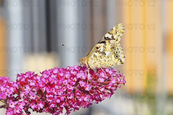 Thistle butterfly (Vanessa cardui) on a Buddleja davidii flower, wings closed, underside of wings,