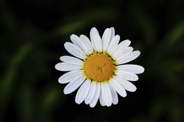 Low-nutrient meadow daisy Low-nutrient meadow daisy (Chrysanthemum leucanthemum), flower against a