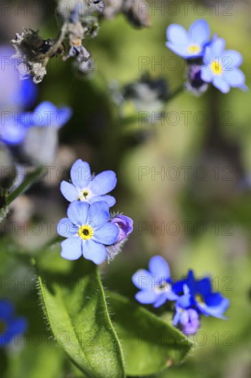 Marsh forget-me-not (Myosotis palustris), true forget-me-not in bloom in spring, Wilnsdorf, North