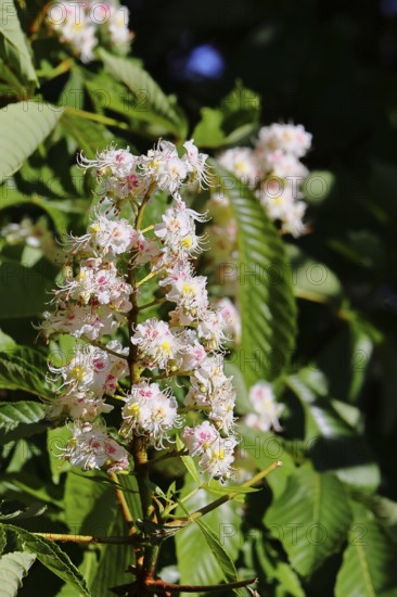 Horse chestnut (Aesculus hippocastanum), flower, inflorescence on tree, Wilnsdorf, North