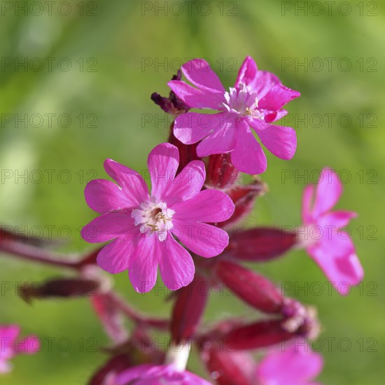 Red campion (Silene dioica), close-up of a flower in a meadow, Wilnsdorf, North Rhine-Westphalia,