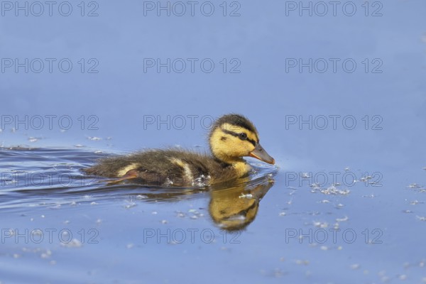Mallard duckling (Anas platyrhynchos) swimming in the water, Wildlife, Birds, Ducks, Chicks, Nature