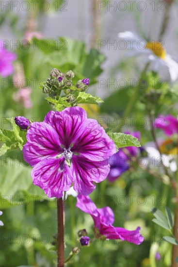 Common mallow (Malva sylvestris), flower in a meadow, medicinal plant, aromatic plant, medicinal