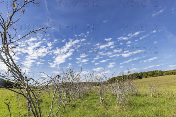 Pristine landscape in the Swabian Alb biosphere reserve with blue skies and small clouds. The