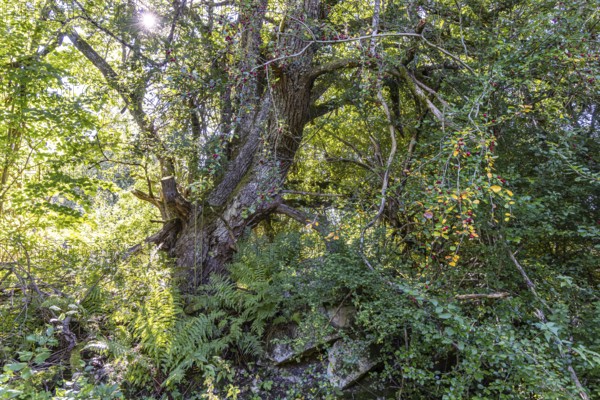 Trees and bushes like in a jungle. Wild growth over the ruins of the former community of Gruorn.