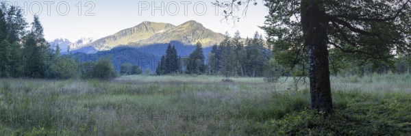 Moor at sunrise in spring, moor pond near Oberstdorf, behind it the Fellhorn, 2037m, Oberallgäu,