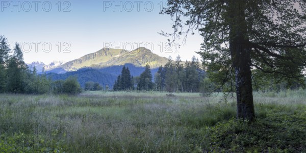 Moor at sunrise in spring, moor pond near Oberstdorf, behind it the Fellhorn, 2037m, Oberallgäu,