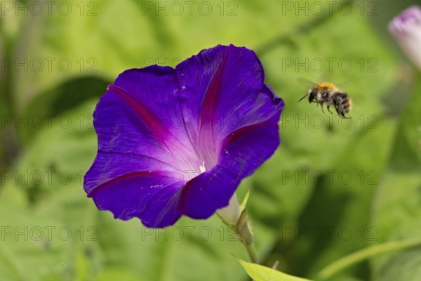 Wild bee flying towards a funnel bindweed (Ipomoea purpurea) flower, Sieversen, Rosengarten, Lower